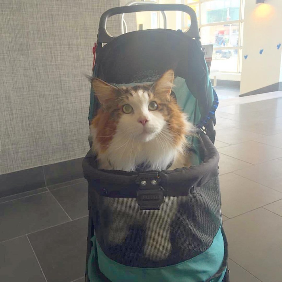 뉴욕의 어느 흔한 고양이 확대범.jpg | 인스티즈