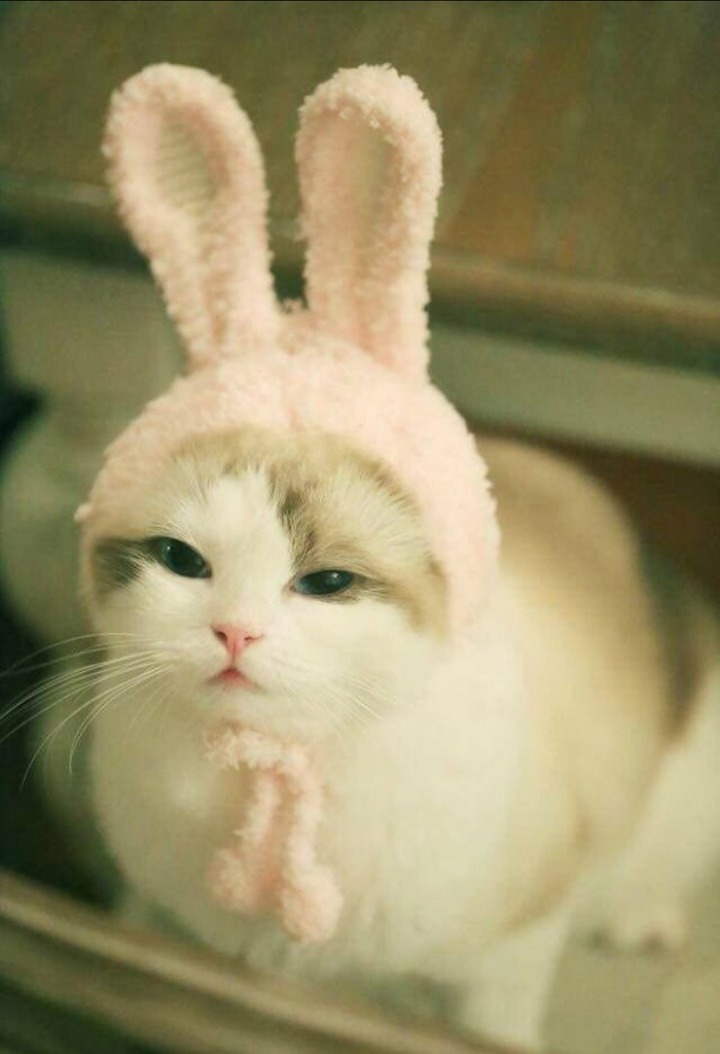 토끼같은 고양이.JPG | 인스티즈
