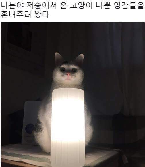나는야 저승에서 온 고양이.jpg | 인스티즈