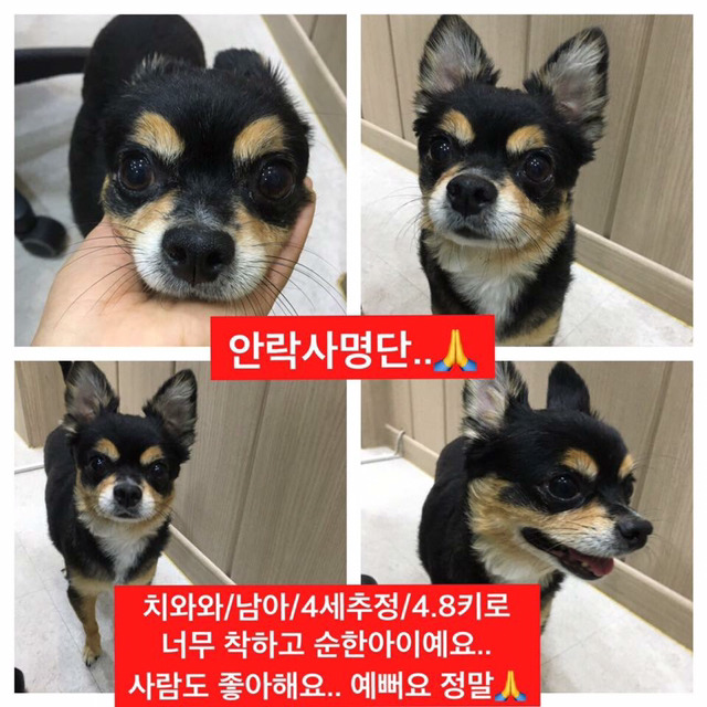 안락사명단 아이들 보고가줘ㅠㅠ 엄청많아.. | 인스티즈
