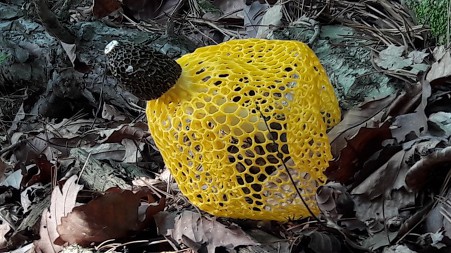 998485375D1EF645156231