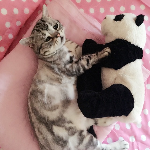 세상에서 가장 슬픈 고양이.jpg | 인스티즈