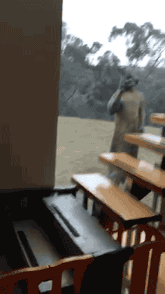 자신의 개를 구하기 위해 캥거루한테 강펀치 날린 남성.jpgif | 인스티즈