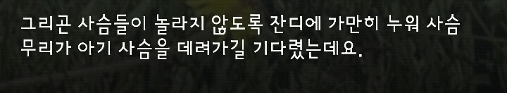 다리 다친 아기사슴을 구해주면 생기는 일.gif (데이터30MB) | 인스티즈