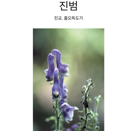 식물 이름이 심상치않다 | 인스티즈