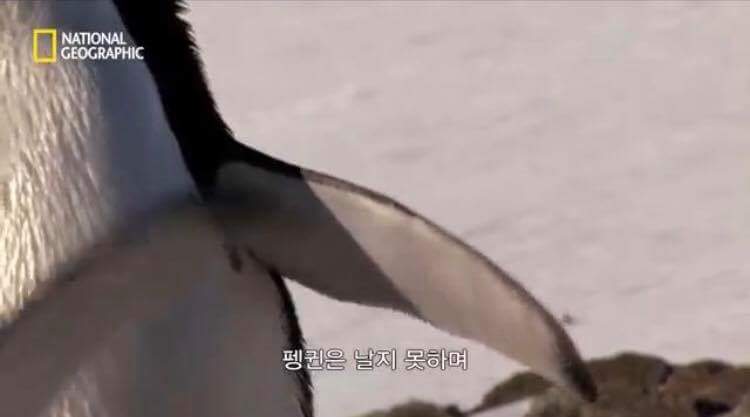 펭귄 날개의 사용 용도 | 인스티즈