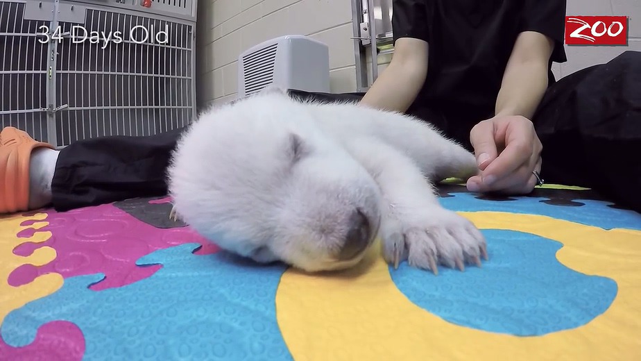 귀여운 북극곰.gif | 인스티즈