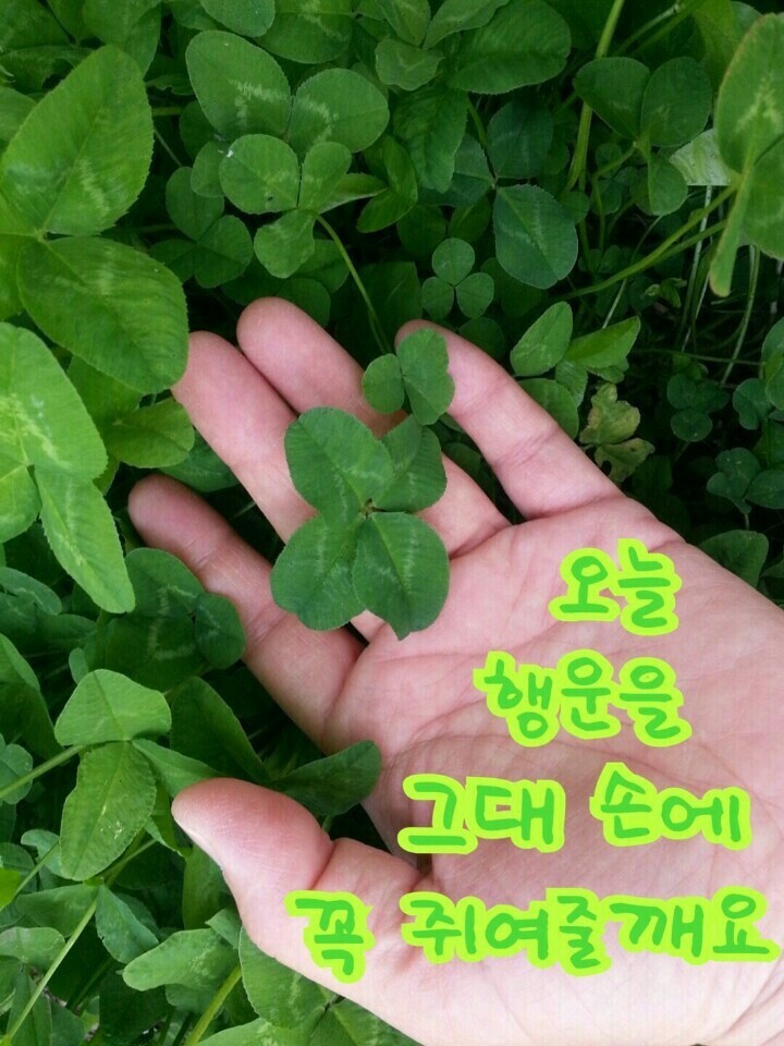 행운 이미지