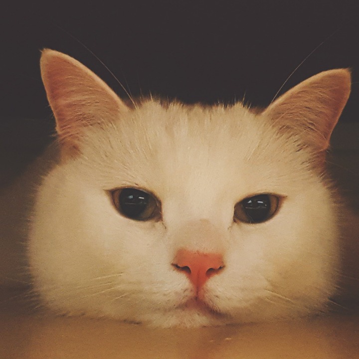 고양이 증명사진 | 인스티즈