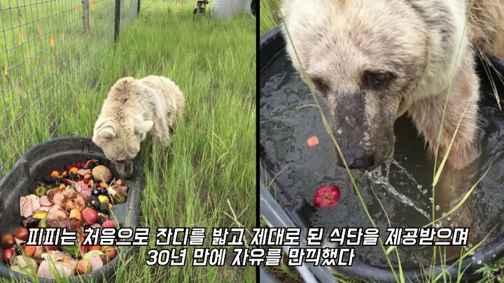 30년간 학대받은 곰 자연으로 돌아간 후 놀라운 변화 | 인스티즈