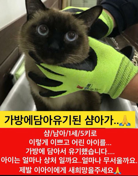 곧 안락사될 아이들 많아 보고가줘ㅠㅠㅠ공유라도 제발.. | 인스티즈