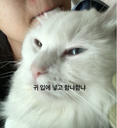 여러분이 고양이한테 하는 짓.twt | 인스티즈