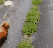 댕댕이 앞에서 죽은척하기..gif | 인스티즈