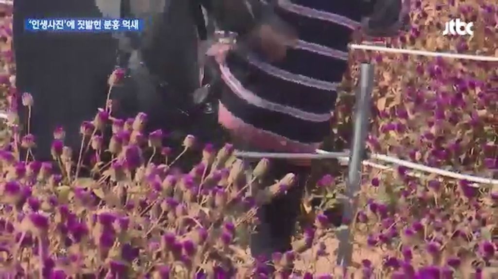 인생사진에 짓밟힌 분홍 억새.jpg | 인스티즈