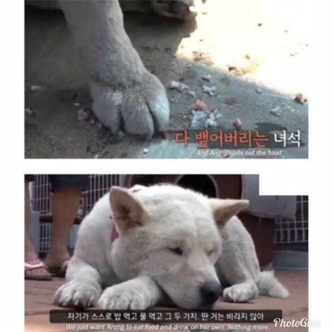 친구의 죽음에 식사를 거부한 댕댕이.jpg | 인스티즈