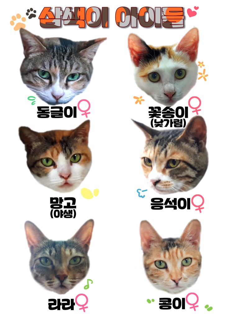 마산의 애니멀호더에게서 구조한 60여마리의 고양이를 도와주세요! 한달 뒤 쉼터가 폐쇄되어 갈 곳이 없습니다.. | 인스티즈