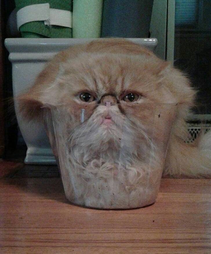 고양이 액체설.jpg | 인스티즈