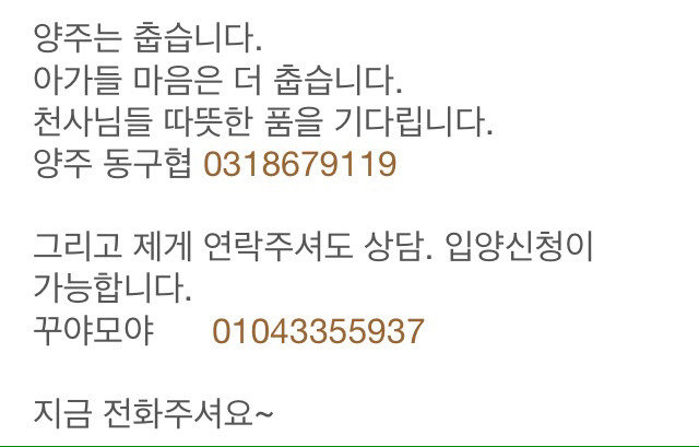 이번주 안락사예정 유기견아이들 꼭 공유부탁드려요 | 인스티즈