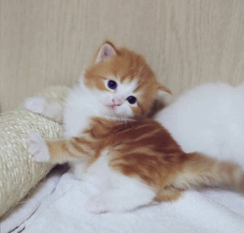 인터넷에서 겁나 유명한 이 고양이의 정체.....jpg | 인스티즈