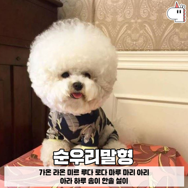 우리집 댕댕이는 곡물형! 유형별로 보는 강아지 이름♥ | 인스티즈