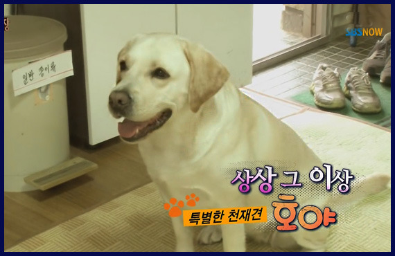 강형욱 vs 호야 | 인스티즈
