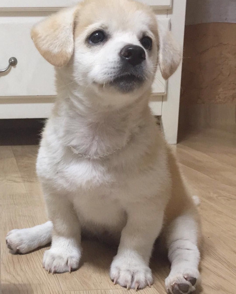 절미가 커버려서 좋아요 누르기 망설여진다는 댓글에 절미 언니 | 인스티즈