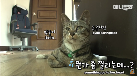 새끼고양이 열마리 키우는 엄마냥이 | 인스티즈