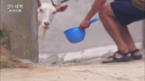 [삼시세끼] 처음 본 잭슨 때문에 놀라서 귱집사 팔 꼬옥 붙드는 고양이 쿵이.gif | 인스티즈