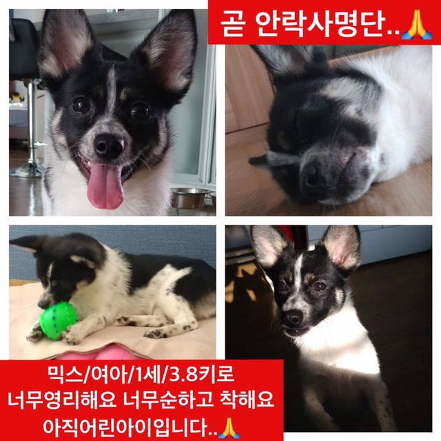 곧 안락사 될 강아지랑 방사 될 고양이 봐줘ㅜㅜ | 인스티즈
