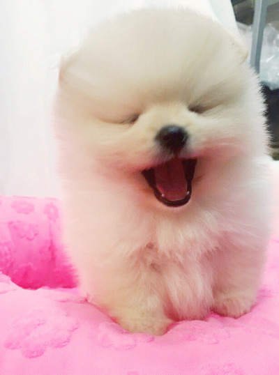 빵실이네 이미지