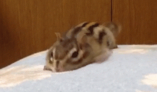 하품하는 동물들.gif | 인스티즈