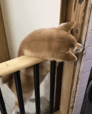 주인 반기는 개.gif | 인스티즈