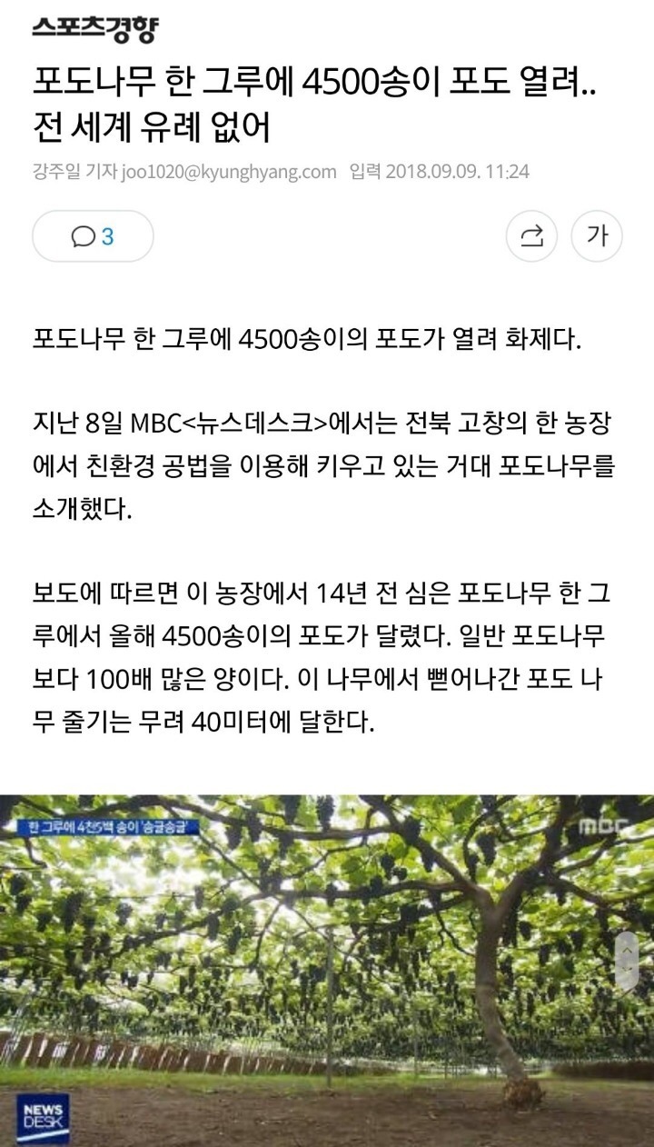 내 농장에서 약한 포도는 살아남을 수 없다 | 인스티즈