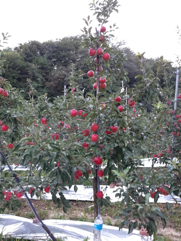 과수원 이미지