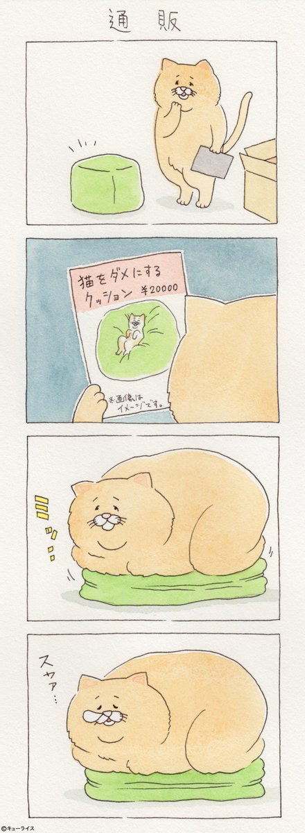 뭐든지 안 되는 고양이 시리즈.jpg | 인스티즈