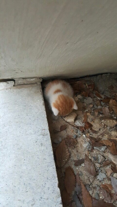 심장 폭행하는 냥이 | 인스티즈