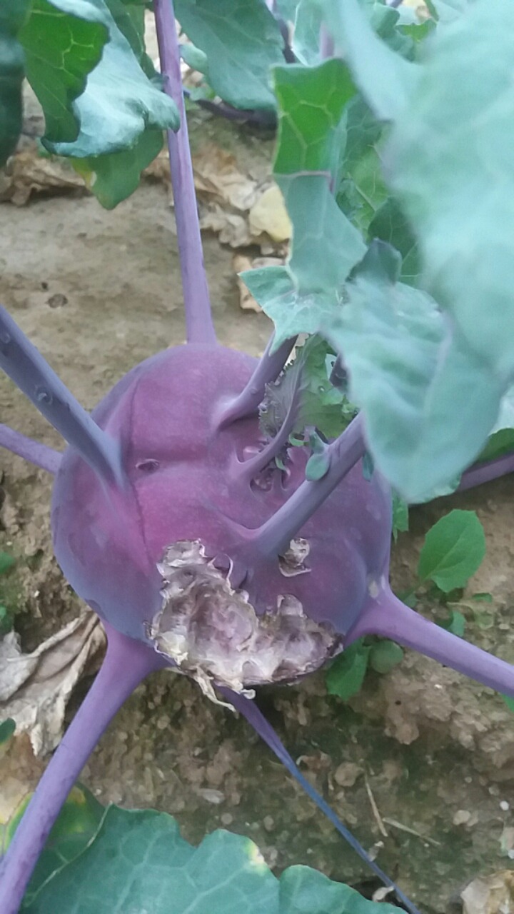 요맛 이미지