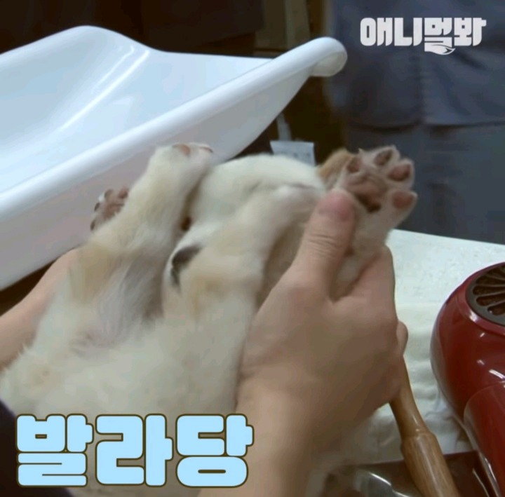 수락산 사는 백설기들 | 인스티즈