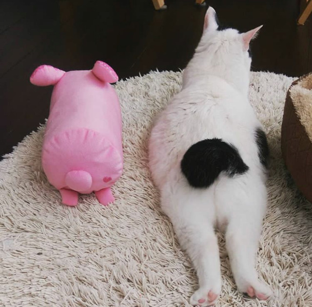궁디가 까만 고양이 | 인스티즈