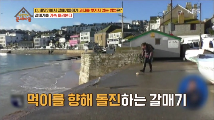 갈매기에게 과자를 빼앗기지 않는 방법 | 인스티즈