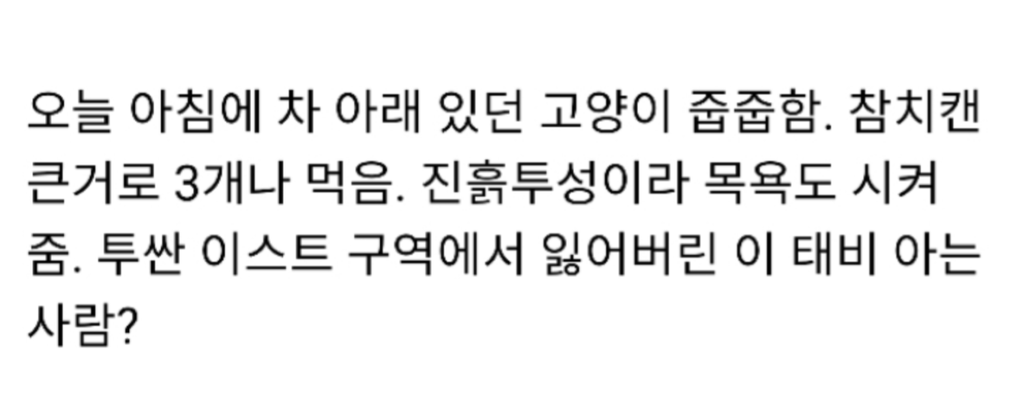 차 아래에서 냥줍 | 인스티즈