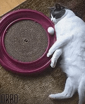 뚱냥이를 위해서 운동 기구를 사줬다.gif | 인스티즈