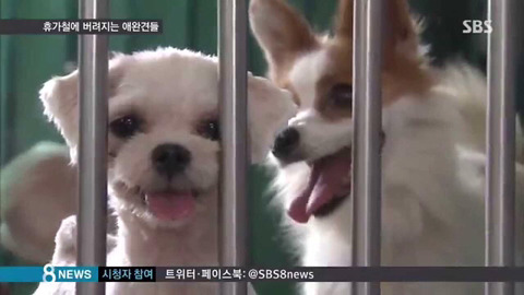 휴가철에 버려지는 애완견들 | 인스티즈