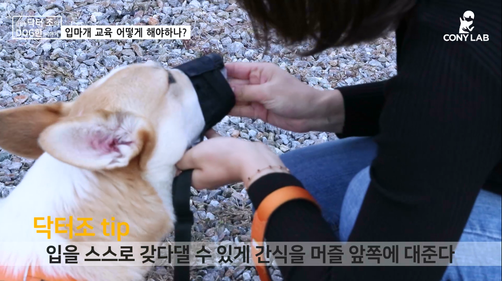 [영상] 강아지에게 거부감 안들게 입마개 교육하는 법! | 인스티즈