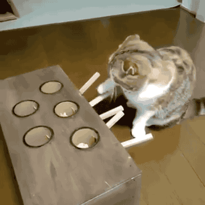 고양이 농락 | 인스티즈