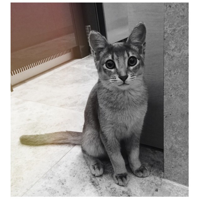 빅뱅 지디가 키우는 고양이 아이 | 인스티즈