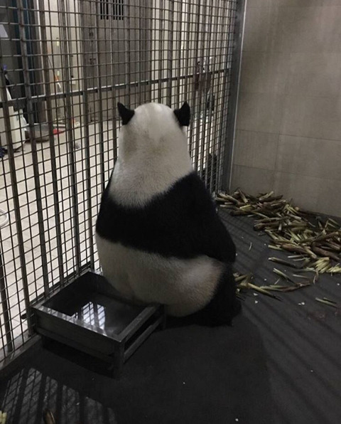 판다 이미지
