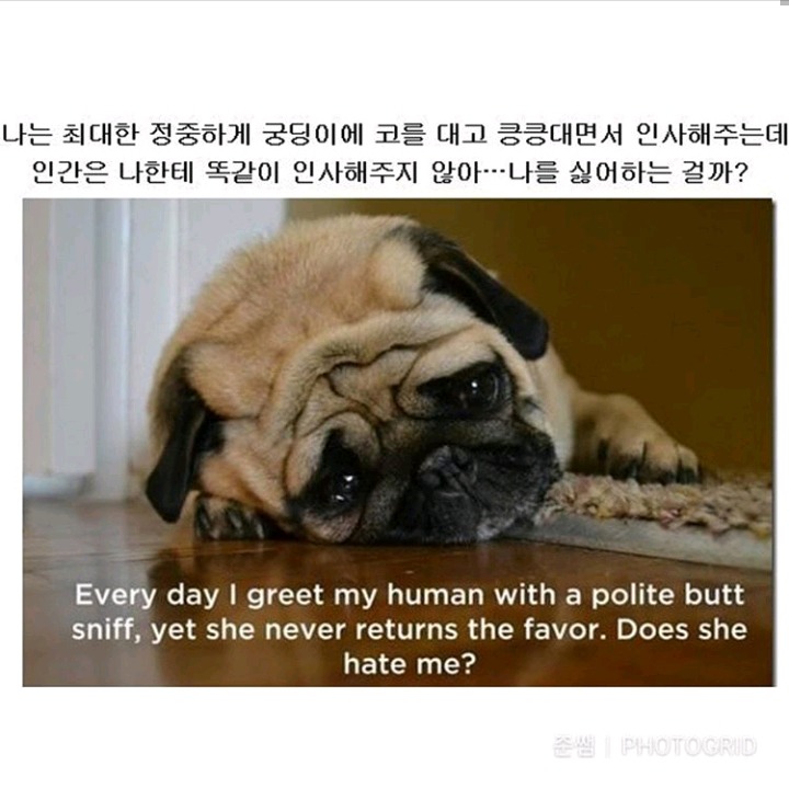 강아지가 인간칭구칭구에게 진짜 궁금한것들 | 인스티즈