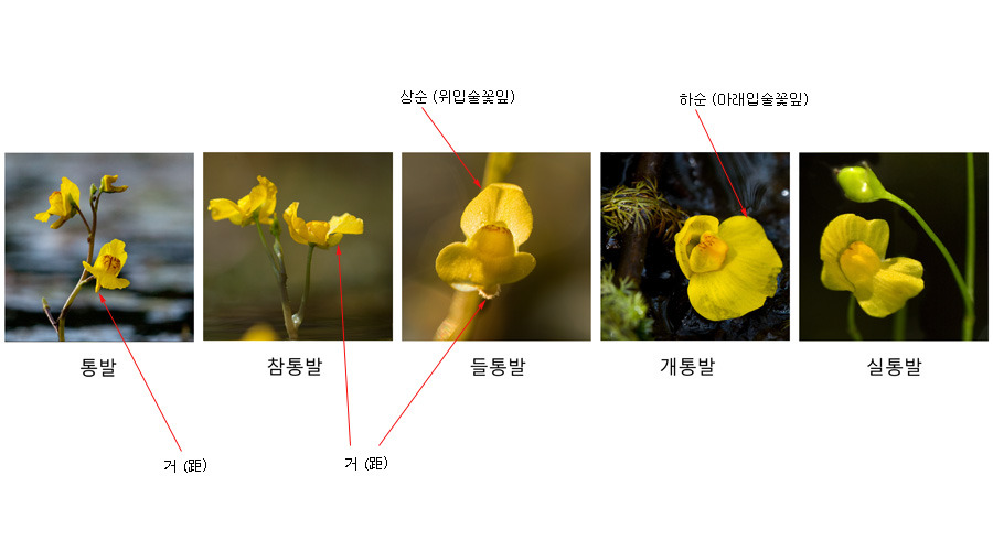 통발 이미지