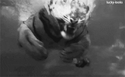 호랑이가 쫓아올땐 물속으로.gif | 인스티즈